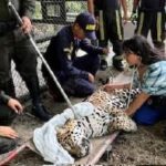 Autoridad ambiental del Amazonas reconoce que desapareció el jaguar hallado en la Universidad Nacional