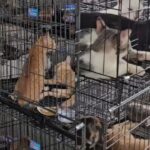 Nueve capturados en Vietnam tras operativo que salvó a 400 gatos robados del mercado negro