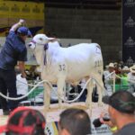 Córdoba se prepara para recibir la 79.ª Feria Nacional Cebú con entrada gratuita en el coliseo de Ferias Miguel Villamil Muñoz