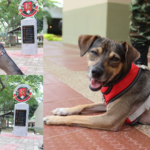 Una luz de esperanza en medio de la emergencia: la historia de Aqua, un perrito rescatado por el Ejército Nacional durante las inundaciones en Córdoba
