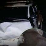 Semoviente en la vía provoca un siniestro vial en la carretera Montería – Arboletes