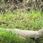 Alarma en el barrio Monteverde de Montería por la presencia de varias babillas en un canal.