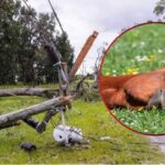Alerta por peligroso cable de energía energizado tras muerte de un caballo en la vereda Buenos Aires.